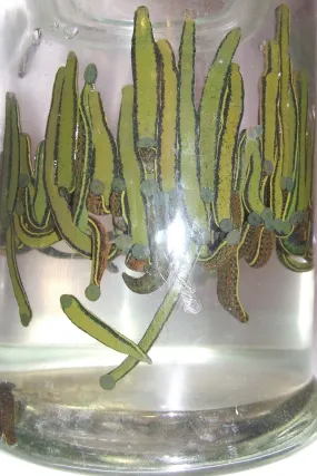 120 Medium Hirudo Leeches - LA Leeches Special